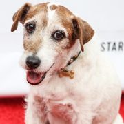 名犬アギーが永眠…アカデミー賞5冠『アーティスト』で名演