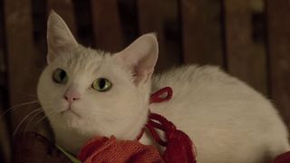 白猫は神だ！超ニャンコ盛り『猫侍』新映像