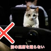 キュン死必至…!猫ドロップが「ニャー」とダメ出しする劇場マナー予告