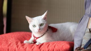 もふもふ美にゃんこがそろった！『猫侍』白猫2匹の秘蔵じゃれ合いオフショット！