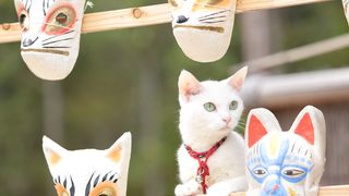 もふもふは正義！『猫侍』悶絶級未公開ショット　猫をかわいく撮る方法も明らかに！