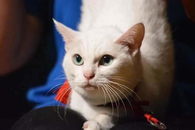『猫侍』人気白猫、17歳にしてますます美しさに磨きをかける！