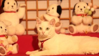 『猫侍』北村一輝×スター猫あなご！ツンデレ関係の裏側が明らかに