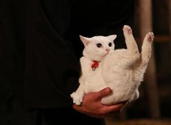猫侍 南の島へ行く
