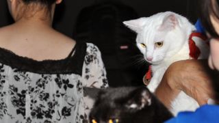 『猫侍』恋猫にゃんこズ、実は不仲？