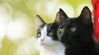 実録「猫なんかよんでもこない。」ニャンとアニメ化！