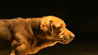 完全にアクションスター!犬たち怒りの蜂起を描く『ホワイト・ゴッド』迫真の逃亡劇!