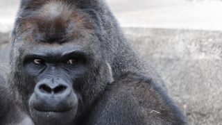 霊長類からの挑戦状 イケメンすぎるゴリラ、DVD界に進出
