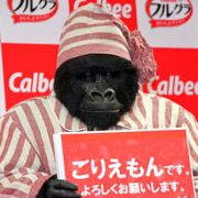 相葉雅紀、ゴリラの同居人もOK? 「ありえなくない」