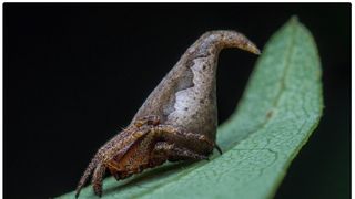 ハリポタ「組み分け帽子」にそっくりなクモ、発見される
