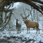今年のベルリン映画祭受賞作の見どころは?畜殺場舞台のラブストーリーからフィンランドの巨匠の新作まで
