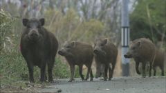 被曝の森
