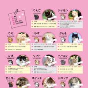 キュン死必至!映画版「ねこあつめ」出演キャット秘蔵写真100点