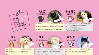 キュン死必至!映画版「ねこあつめ」出演キャット秘蔵写真100点