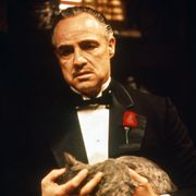 断然イヌよりネコ!ヒーリング効果絶大なネコ映画