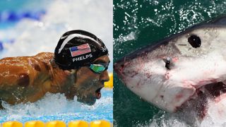 世紀の対決！マイケル・フェルプスVSホオジロザメが実現へ