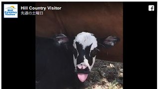 KISSジーン・シモンズにそっくりな子牛、生まれる!日本での報道に本人驚き