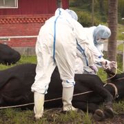 被ばく家畜は殺処分か…国に抵抗する農家のドキュメンタリー