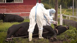 被ばく家畜は殺処分か…国に抵抗する農家のドキュメンタリー