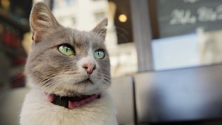 地上から10センチのカメラで“猫体験”！全米1館→130館のヒット作予告編