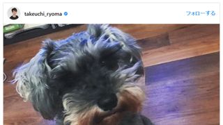 竹内涼真の愛犬に猛反響!犬が踏んでいるモノに熱視線