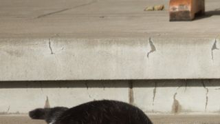 「必死すぎるネコ」写真家・沖昌之、新しい街でネコに出会うのは「宝箱があったような感覚」