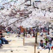 お花見ってなぜするんだろう?映画に答えが?