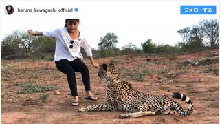川口春奈、危機一髪!チーター襲撃ショットに衝撃