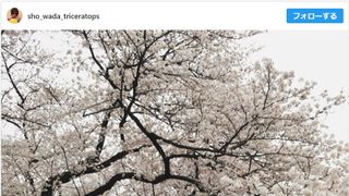 上野樹里、夫とラブラブ花見デートが話題!「最高の夫婦」