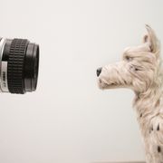 ウェス・アンダーソン『犬ヶ島』インタビュー映像、答えるのはなんと犬!