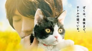 福士蒼汰とツンデレ猫のじゃれあい!『旅猫リポート』予告編