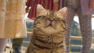 もふもふ猫とじいちゃんの日常…『ねことじいちゃん』新映像