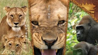 NHK「ダーウィンが来た！」初の映画化！