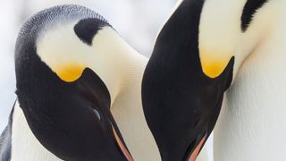 『皇帝ペンギン』続編、神秘的なペンギンの求愛ダンス公開