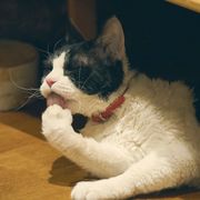 もふもふツンデレ猫の素顔!“主演猫”ナナのオフショット公開