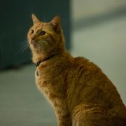 『キャプテン・マーベル』猫のグースは80%がCG VFX監修が明かす裏側
