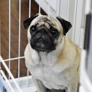 「結婚できない男」続編、パグ犬が登場!塚本高史ら前作メンバーも