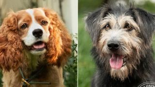 実写版『わんわん物語』がガチで犬!レディ&トランプ役はこの2匹