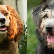 実写版『わんわん物語』がガチで犬!レディ&トランプ役はこの2匹
