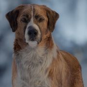 賢すぎる犬vs雪崩!『野性の呼び声』大迫力の本編映像