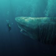 巨大ザメに食われる!今夜『MEG ザ・モンスター』地上波初!吹き替え声優は?