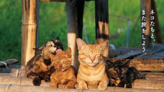 中村倫也がナレーション！「岩合光昭の世界ネコ歩き」劇場版2弾公開決定