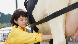 「科捜研の女」マリコ、牛の乳しぼりにチャレンジ!沢口靖子も人生初挑戦