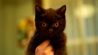 「はな恋」バロンは3匹の猫が演じていた！ドラマや映画で大活躍の売れっ子も