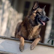 突然の癒やし回!「ウォーキング・デッド」S10第21話、可愛すぎるドッグにほっこり