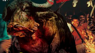 インド発の牛追いスリラー！『ジャッリカットゥ　牛の怒り』日本公開決定