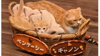 「ドクターX」新登場の子猫ギャノンが可愛すぎ!