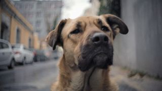 犬目線のドキュメンタリー『ストレイ　犬が見た世界』予告編が公開