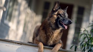 「ウォーキング・デッド」ダリルの相棒ドッグを演じた犬、死去