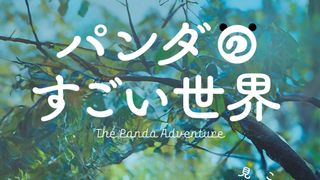 パンダパンダパンダ！映画『パンダのすごい世界』来年2月公開
